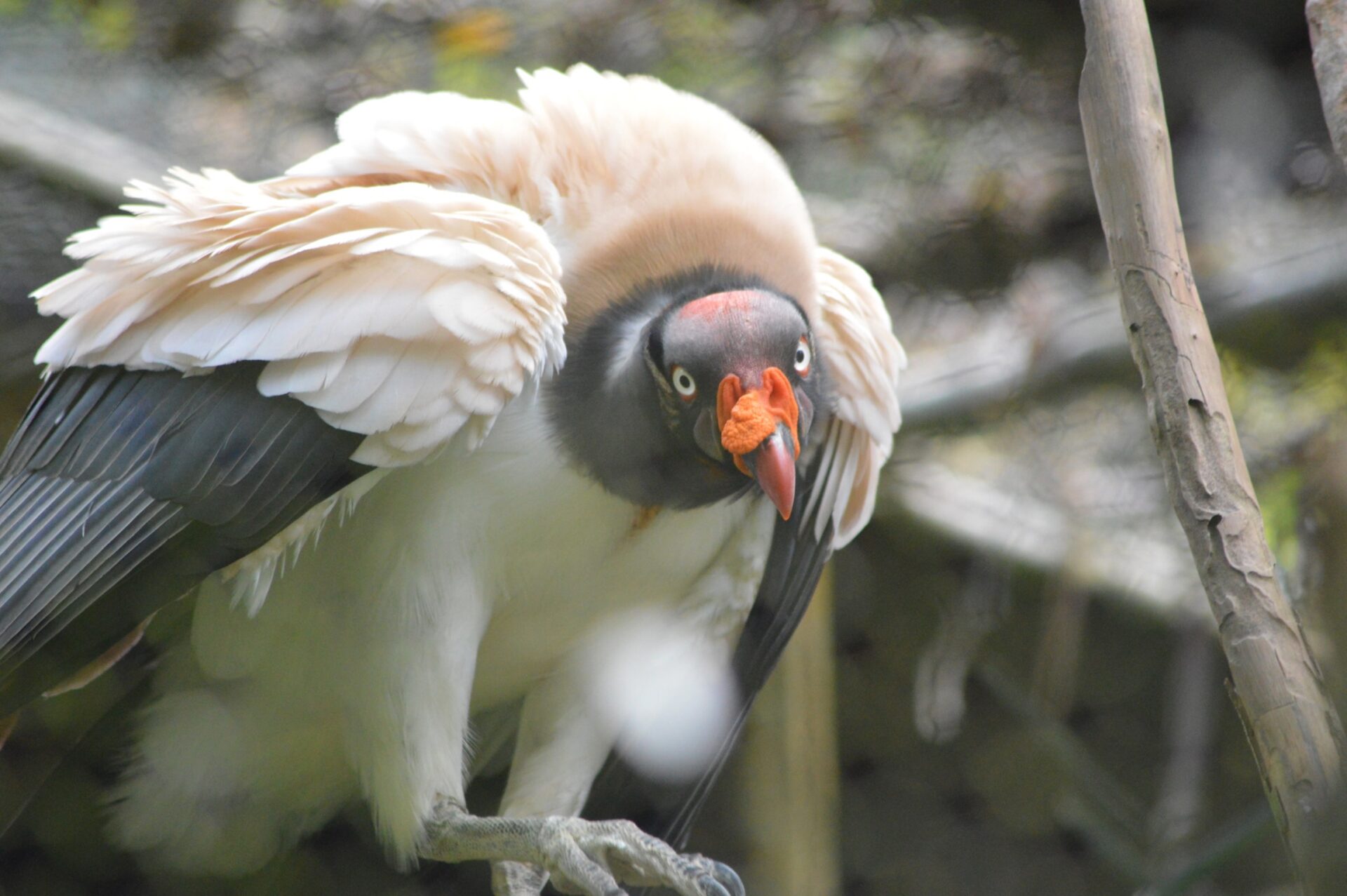 Belizean Animal Photography